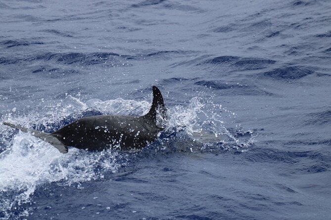 Private Dolphin and Whale Watching Tour in Madeira - Who will enjoy this private charter most?