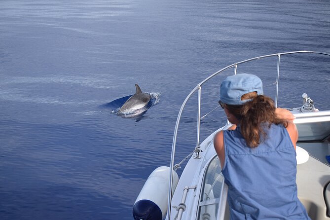 Private Dolphin and Whale Watching Tour in Madeira - What the strongest praise gets right