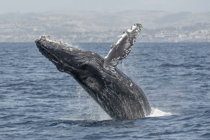 Private Dolphin and Whale Watching Tour in Newport Beach - Whales, sea lions, seals, and other surprises