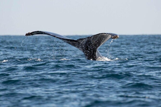 Private Dolphin and Whale Watching Tour in Newport Beach - Practical details before you book
