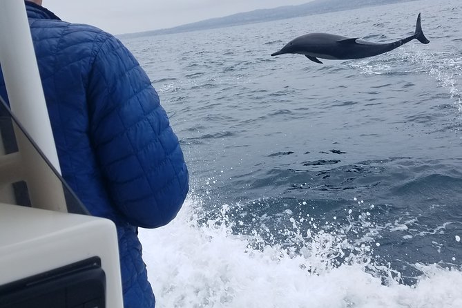 Private Dolphin and Whale Watching Tour in Newport Beach - The fast run from the harbor to the Pacific