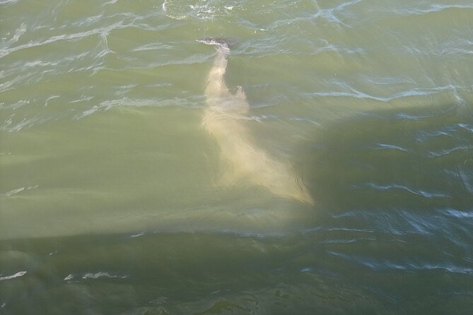 Private Dolphin Boat Tour in Hilton Head Island - Key points to know before booking