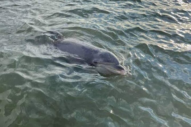Private Dolphin Boat Tour in Hilton Head Island - Broad Creek and Brams Point