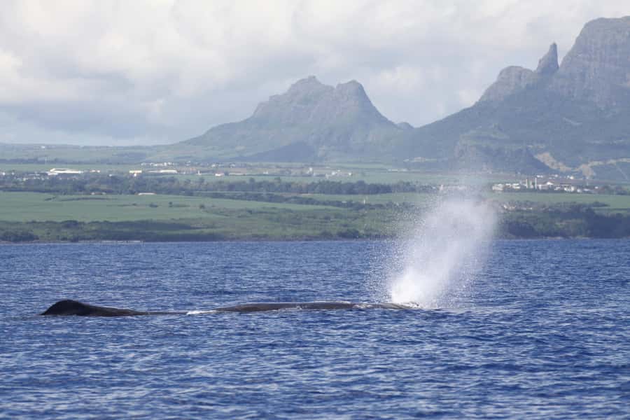 Private Dolphin Encounter and Whale Watching - A private morning on Mauritius’s west coast