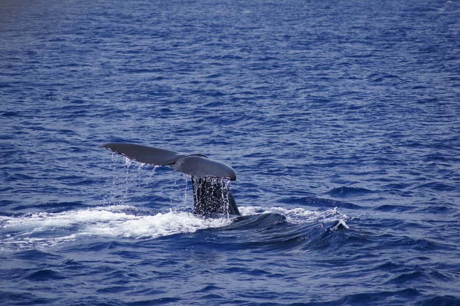 Private Dolphin Encounter and Whale Watching - Snorkeling on the coral reef