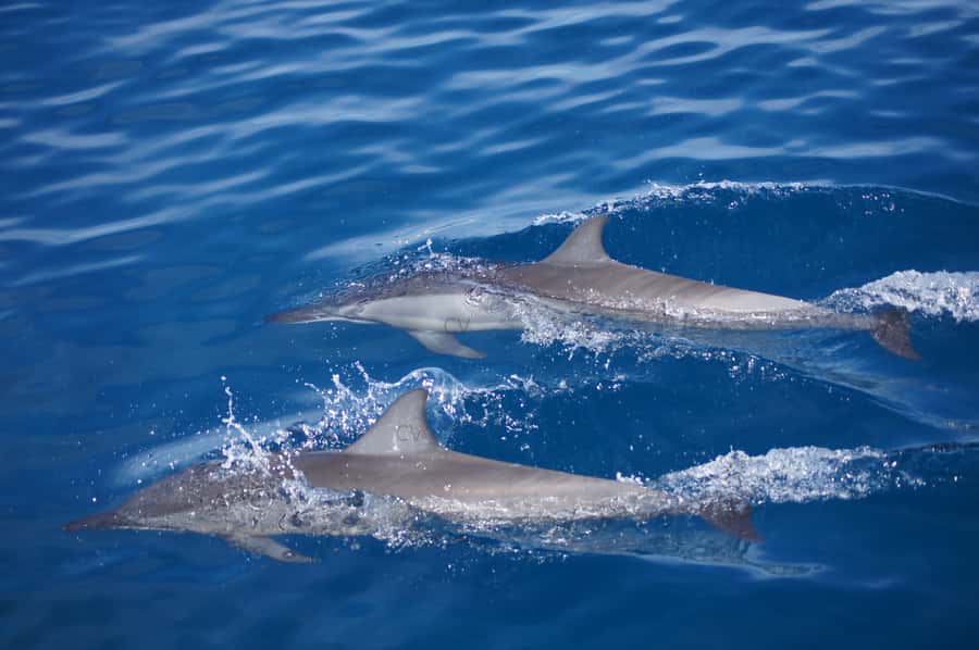 Private Dolphin Encounter and Whale Watching - Who will enjoy this boat trip most?