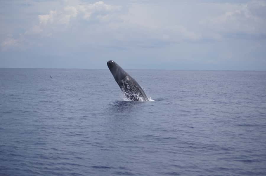 Private Dolphin Encounter and Whale Watching - My overall take