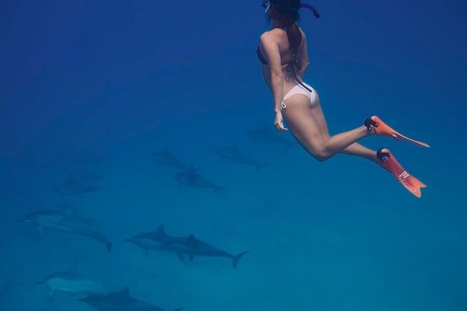 Private Dolphin House Boat Tour with Snorkeling & Lunch– Hurghada - Dolphin House and the chance to see wild dolphins