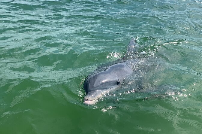 Private Dolphin & Sightseeing Boat Day Tour - Key points at a glance