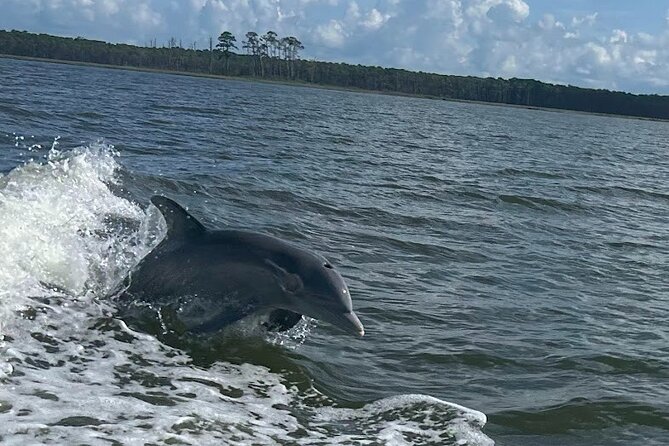 Private Dolphin Sightseeing Excursion - Key points at a glance