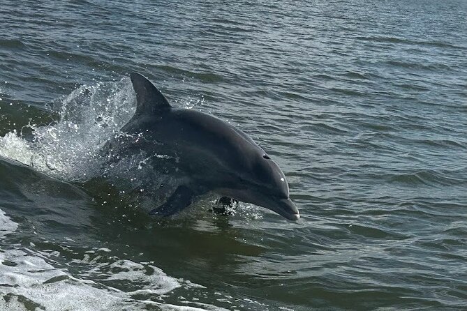 Private Dolphin Sightseeing Excursion - Choosing sunrise, afternoon, or sunset