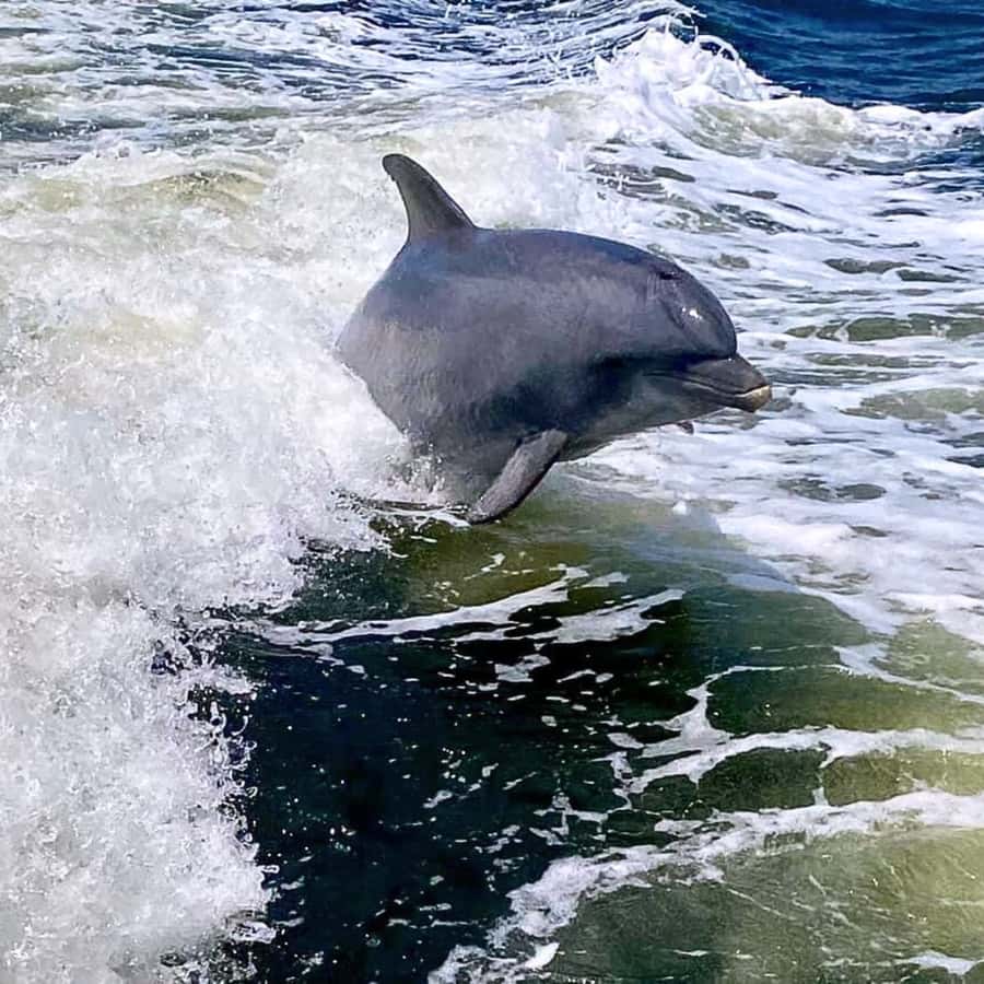 Private Dolphin Sightseeing Tour for up to 6, Pensacola Bch - Key points at a glance