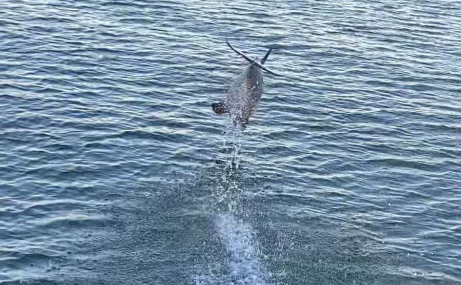 Private Dolphin Sightseeing Tour for up to 6, Pensacola Bch - Setting out from Pensacola Beach