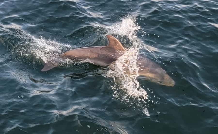 Private Dolphin Sightseeing Tour for up to 6, Pensacola Bch - Seeing Pensacola Beach from the water