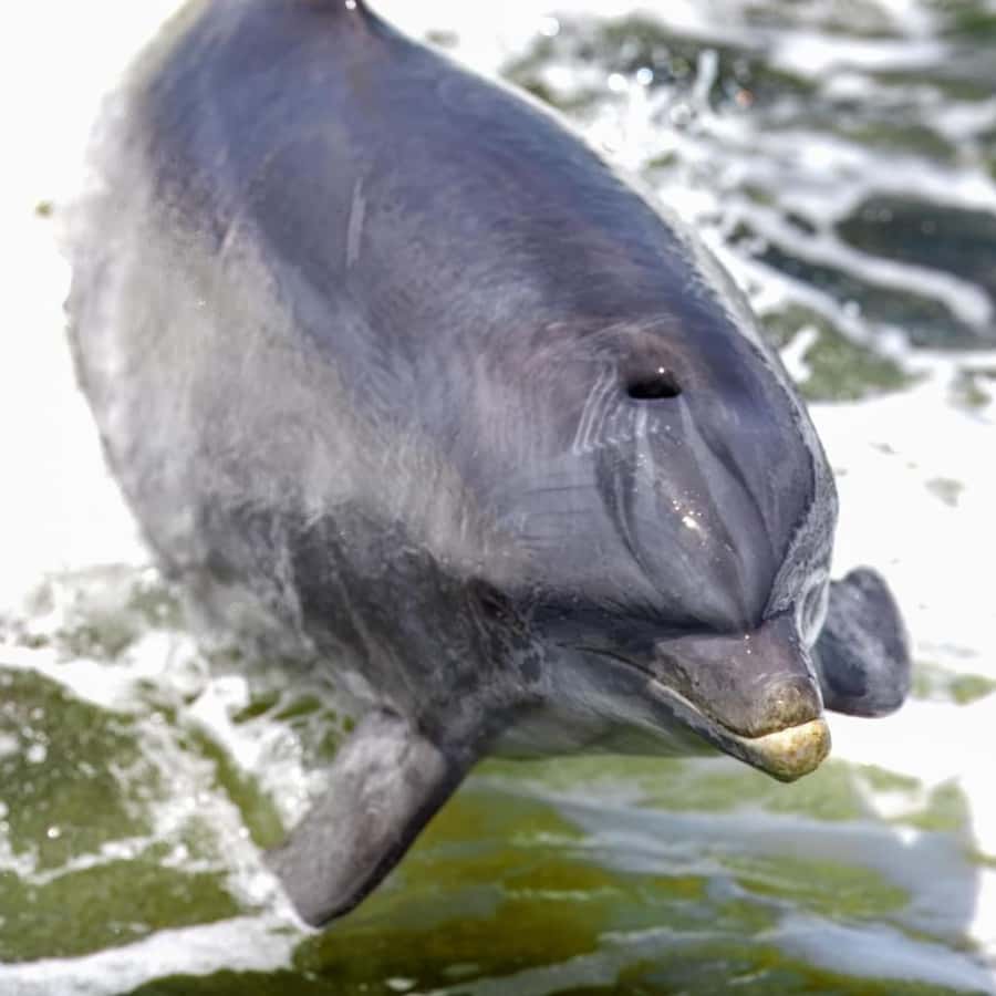 Private Dolphin Sightseeing Tour for up to 6, Pensacola Bch - What the two to three hours feel like