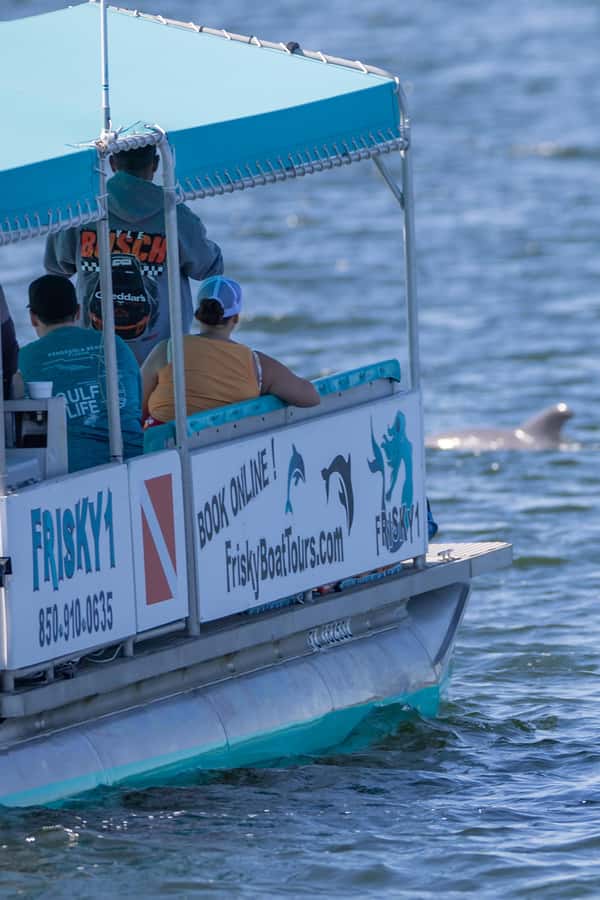 Private Dolphin Sightseeing Tour for up to 6, Pensacola Bch - Why the private format matters