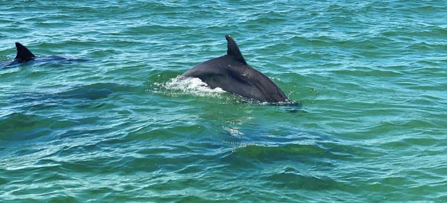 Private Dolphin Sightseeing Tour for up to 6, Pensacola Bch - Weather, comfort, and simple preparation