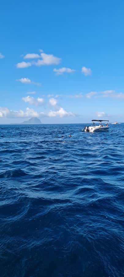 Private Dolphin Snorkeling Tour. Equipment available Free. - Should you book the private dolphin tour?