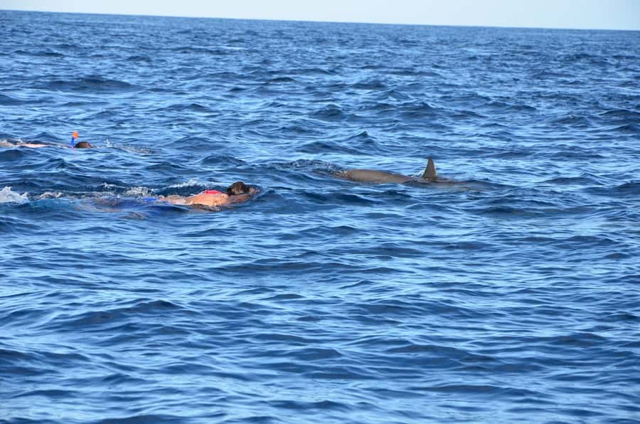 Private Dolphin Snorkeling Tour. Equipment available Free. - Who will enjoy this Mauritius boat trip?