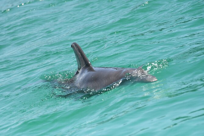 Private Dolphin Spotting Thrill Ride in Destin - Other marine life to watch for