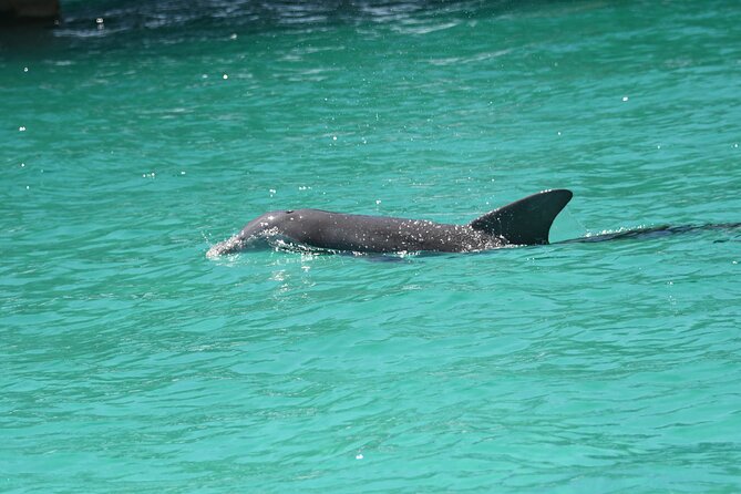 Private Dolphin Spotting Thrill Ride in Destin - Speedboat thrills with a realistic pace