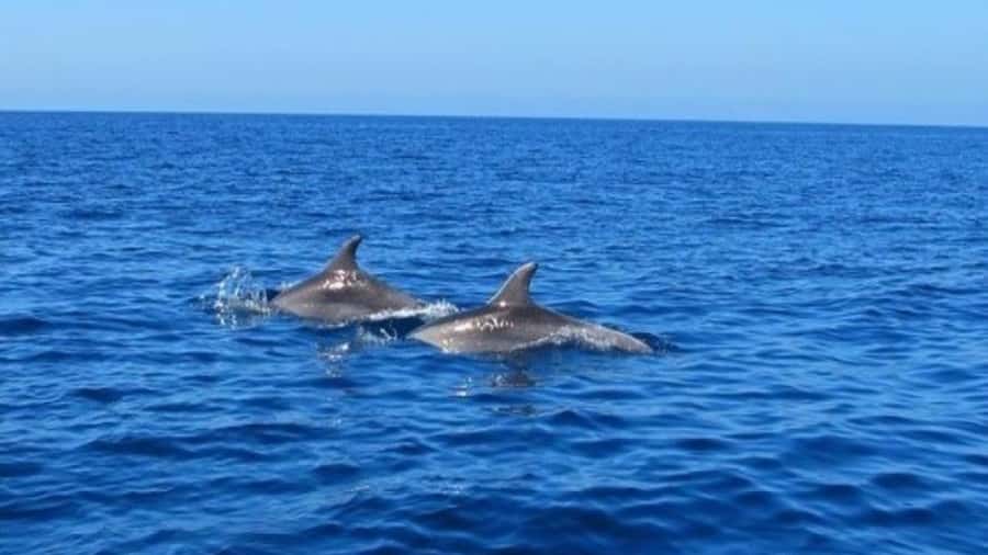 Private Dolphin Swim/Snorkeling & Lunch on Benitiers island - What $1,150 means for value