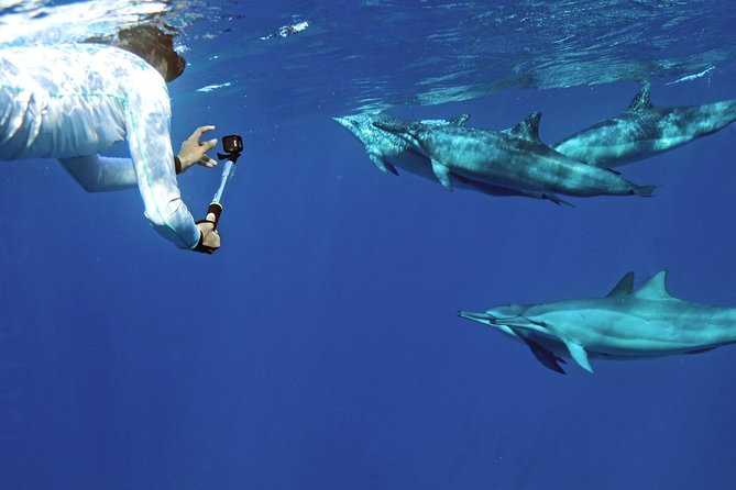 Private Dolphin Swim with Slide for up to 15 Passengers - Getting to Waiʻanae Small Boat Harbor