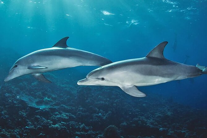 Private Dolphin Tour and Snorkeling at Mnemba Island reef - A private morning on Zanzibar’s northeastern coast