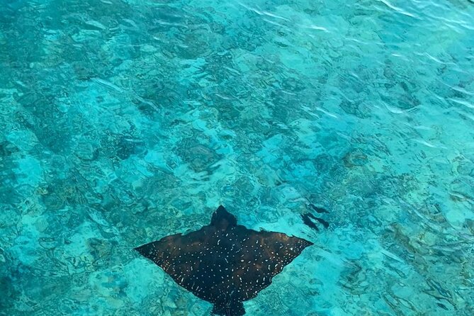 Private Dolphin Tour and Snorkeling at Mnemba Island reef - The sandbank finale near Mnemba