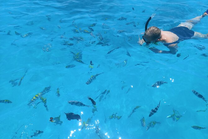 Private Dolphin Tour and Snorkeling at Mnemba Island reef - Is $104.99 good value?