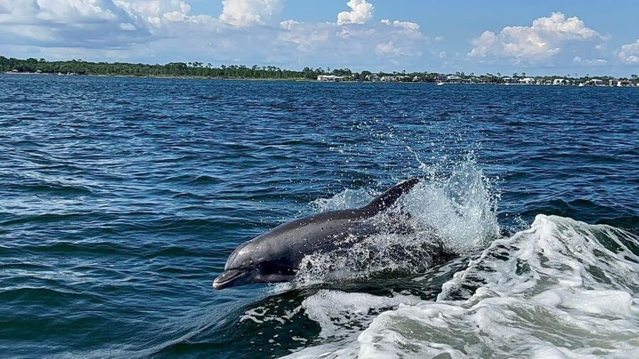 Private Dolphin Tour with Secluded Beach/Snorkel Stop - Key points at a glance