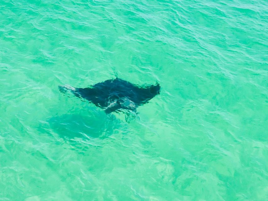 Private Dolphin Tour with Secluded Beach/Snorkel Stop - Bringing children and pets