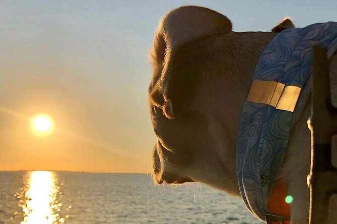 Private Dolphin Watch and Sunset Boat Tour Port Aransas Texas - At a glance: what makes this boat trip special