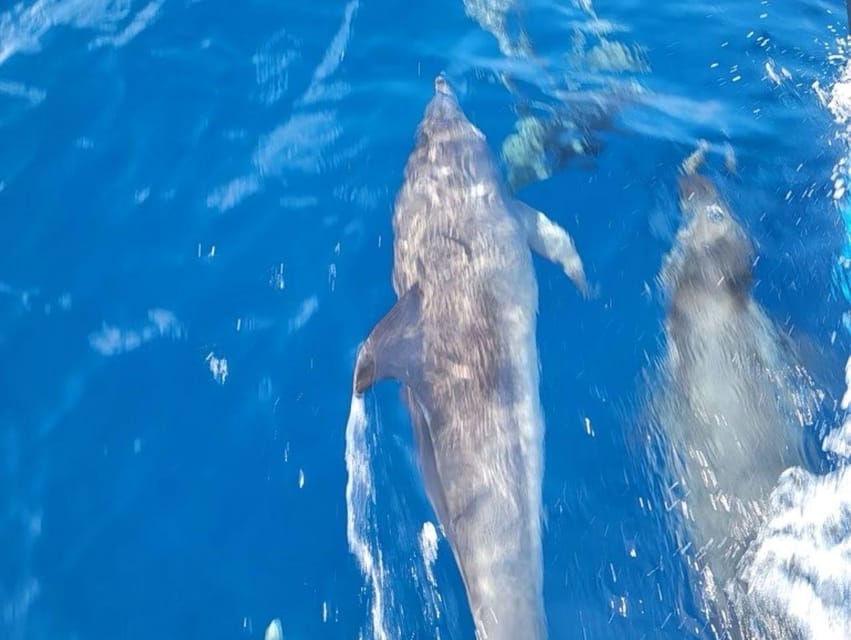 Private Dolphin Watch Boat Tour Port Aransas Texas - Key points to know before booking