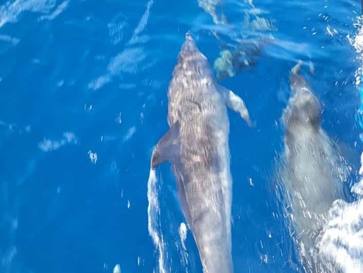 Private Dolphin Watch Boat Tour Port Aransas Texas - A roomy catamaran for a small private group