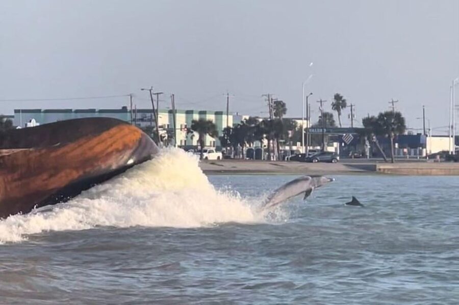 Private Dolphin Watch Boat Tour Port Aransas Texas - What $375 means for the value