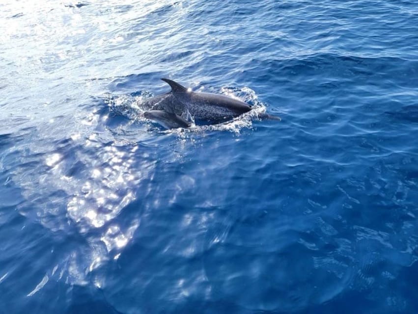 Private Dolphin Watch Boat Tour Port Aransas Texas - Booking, cancellation, and basic access details