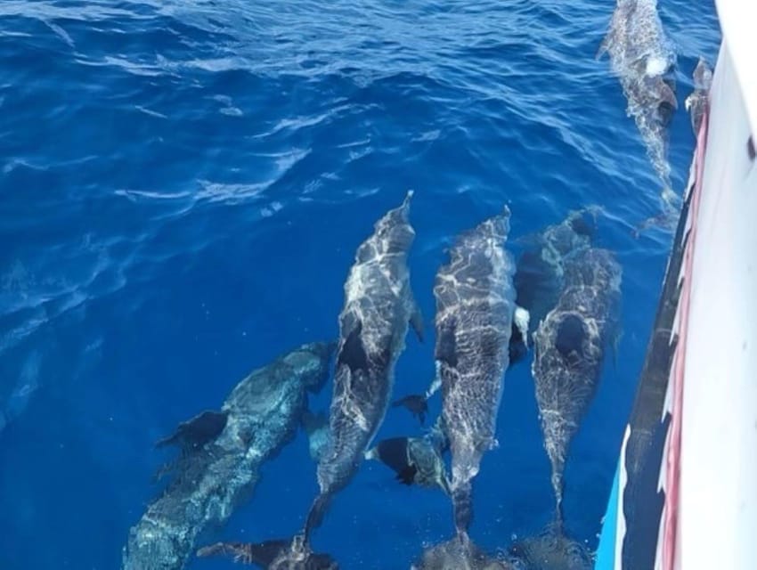 Private Dolphin Watch Boat Tour Port Aransas Texas - Watching dolphins around the jetties