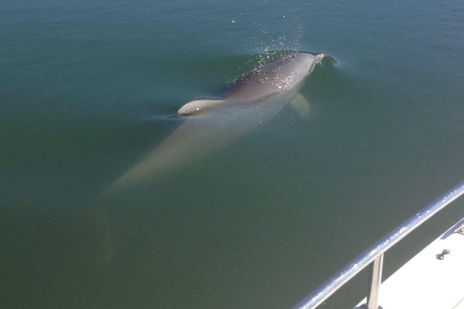Private Dolphin Watch, Lighthouse and Ecological Boat Tours - Key points at a glance
