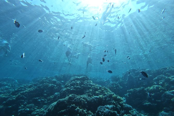 Private Dolphin Watching And Snorkeling Tour - Why the Private Boat Matters in Hurghada