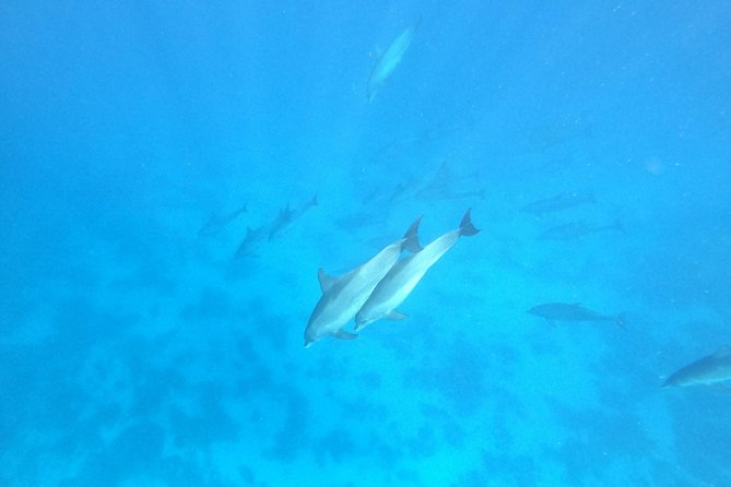 Private Dolphin Watching And Snorkeling Tour - Abu Minqar Island: The Quiet Finish