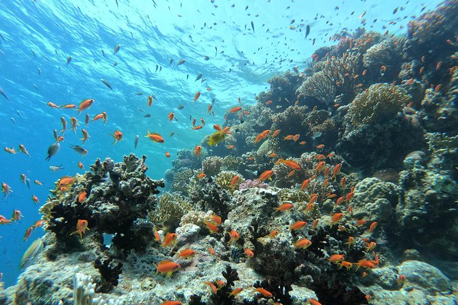Private Dolphin Watching And Snorkeling Tour - What Is Included for $55