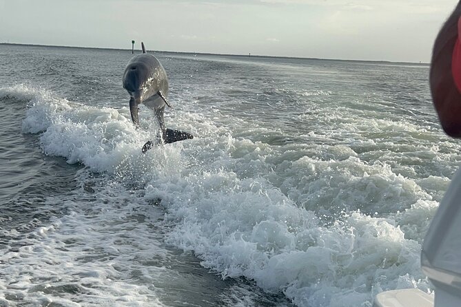 Private Dolphin Watching Beach Day Getaway - Watching dolphins near Picnic Island