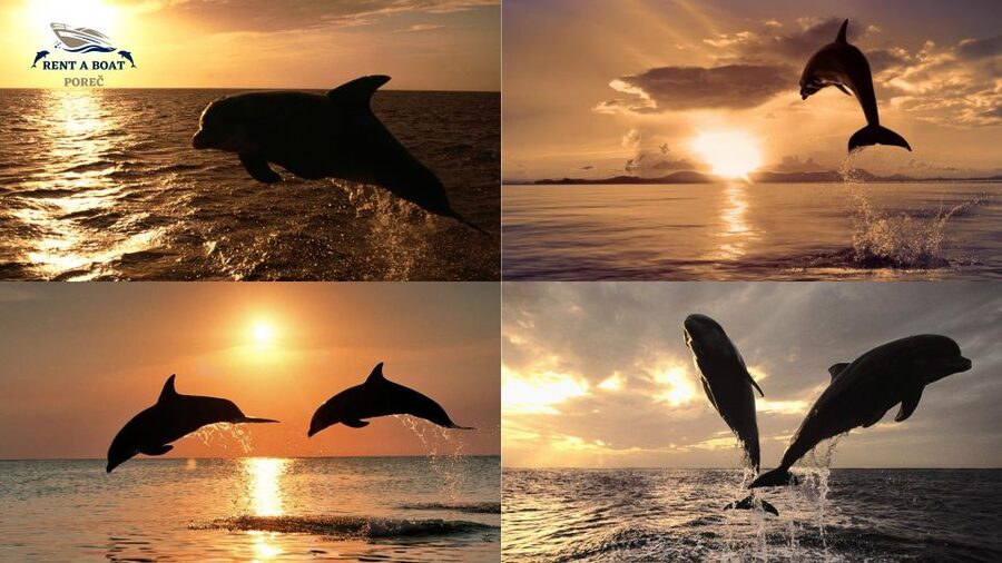 Private Family Dolphin Tour in Poreč - What happens if the dolphins stay away?