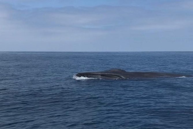 Private Family Whale & Dolphin Adventure in San Diego - Captain Rich’s role makes the difference
