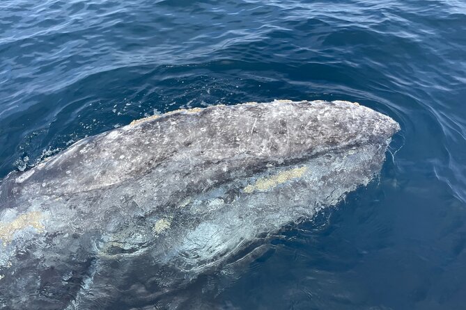 Private Family Whale & Dolphin Adventure in San Diego - The cabin, tower, and comfort question