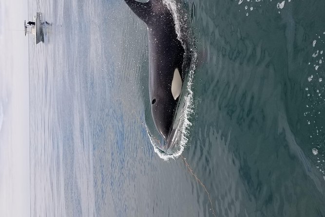 Private Family Whale & Dolphin Adventure in San Diego - Why the three-hour length matters