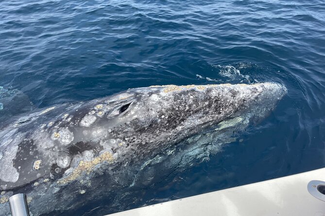 Private Family Whale & Dolphin Adventure in San Diego - Family value and the best type of group