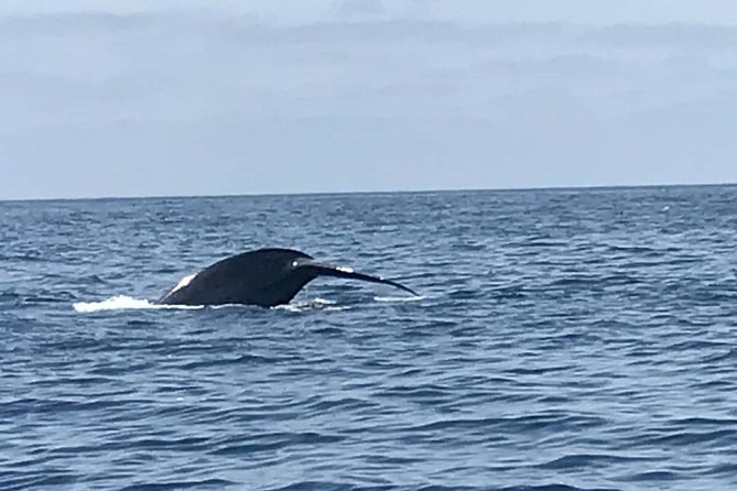 Private Family Whale & Dolphin Adventure in San Diego - What the price buys you at $179