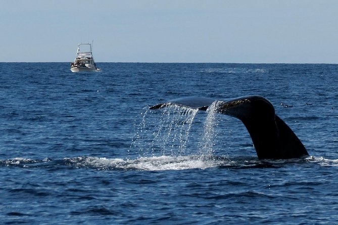 Private Family Whale & Dolphin Adventure in San Diego - Searching for dolphins, whales, and sea lions